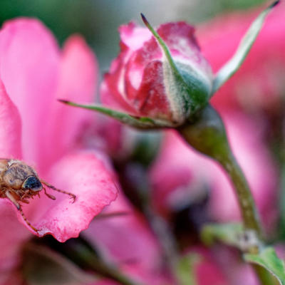 Gerippter Brachkäfer, auch "Junikäfer" genannt, auf einer Rose