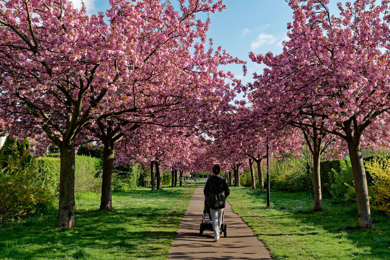 Frau mit Kinderwagen spaziert in einer Kirschblütenallee
