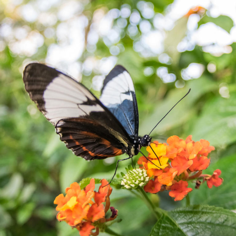 Schmetterling bei der Nahrungsaufnahme im Schmetterlingshaus in Mainau am Bodensee