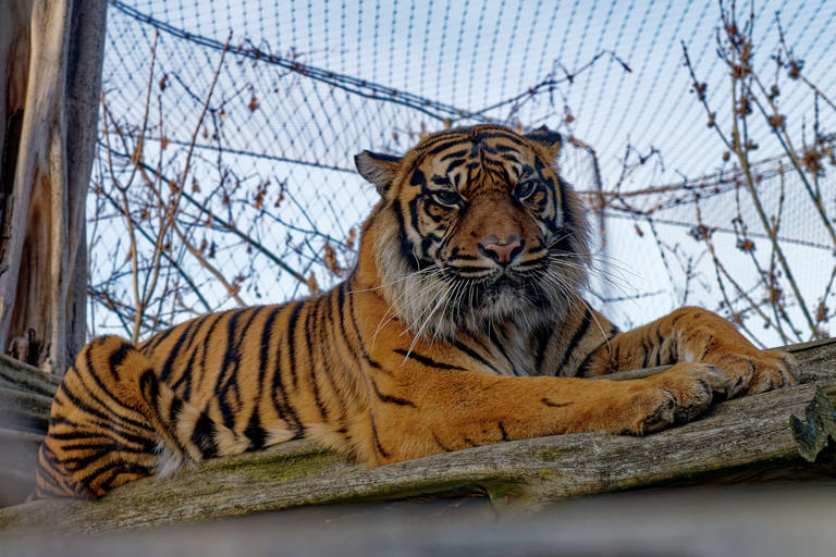 Sumatra-Tigern im Bergzoo Halle im Portrait