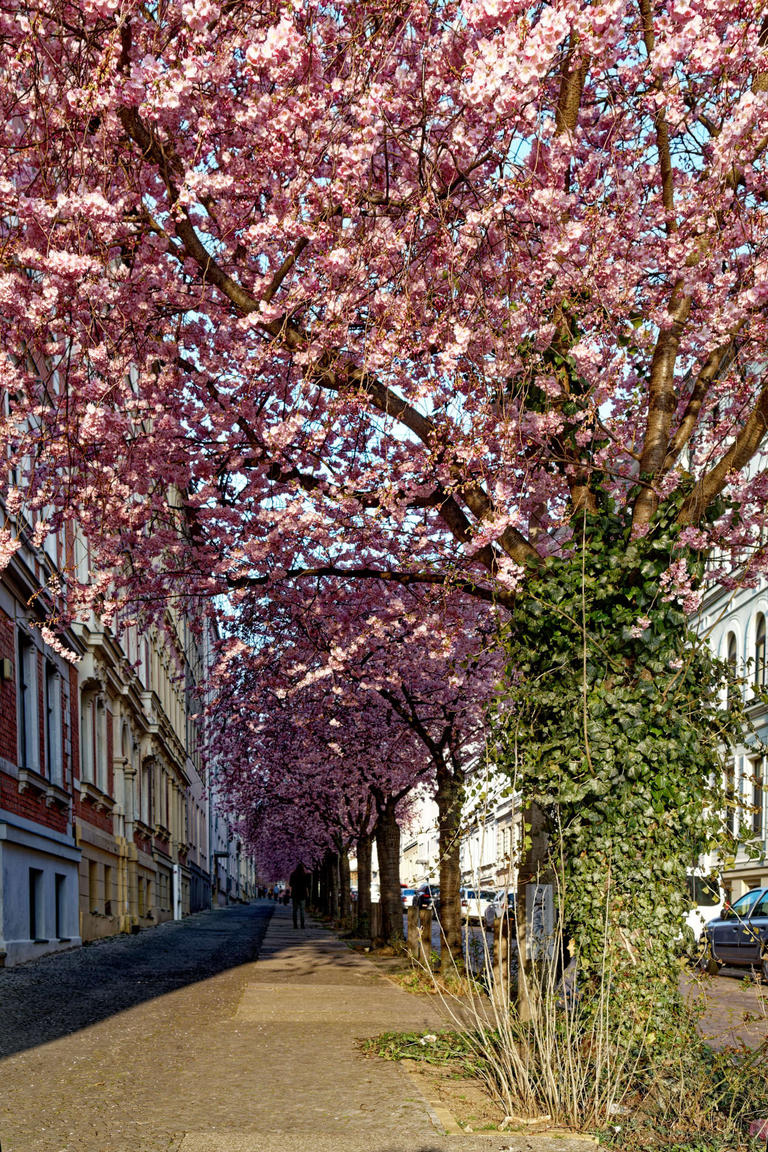 Blick in eine Kirschblütenallee in Halle (Saale)