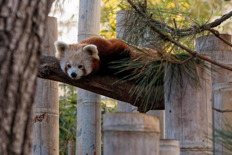 Kleiner Panda (Roter Panda) liegt auf einem Baum und entspannt