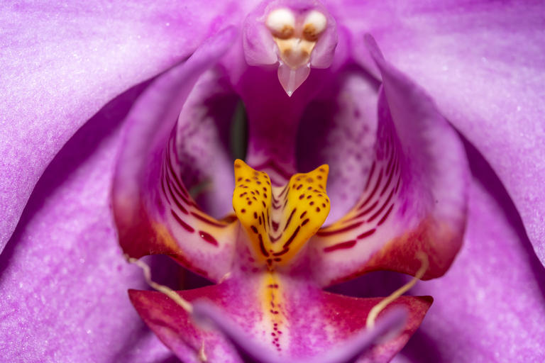 Blick in eine Orchideen-Blüte