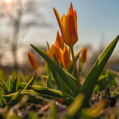 Frühling Tulpen 