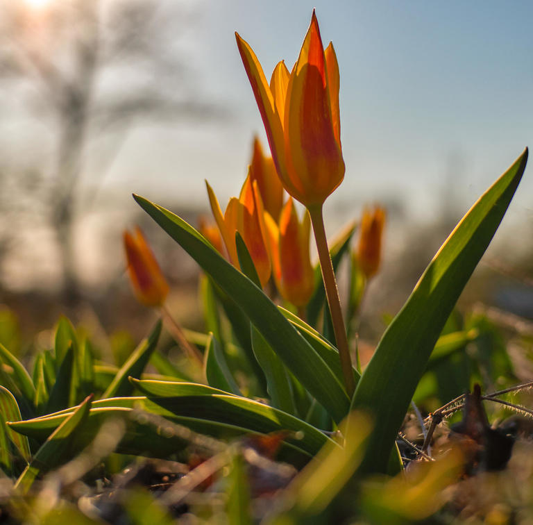 Frühling Tulpen 