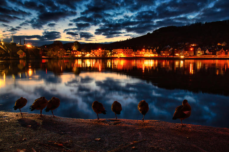 Moselgänse nach Sonnenuntergang